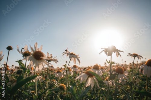 Field of blooming sunflower...