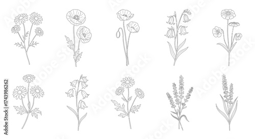 Botanical line art collection delicate wildflowers and herbs hand drawn botanical elements for elegant design vector