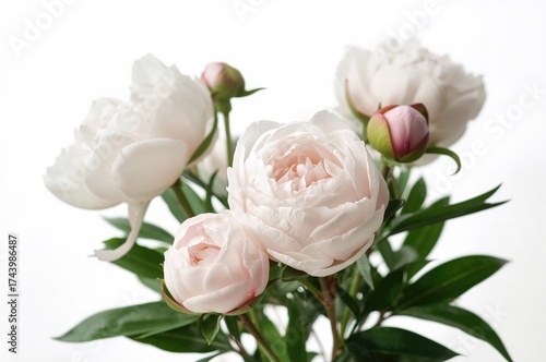 Close-up of isolated peony ...