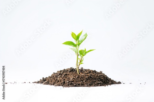 Tiny green seedling emergin...
