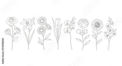 Collection of delicate line art floral designs botanical sketch elements for creative projects vector