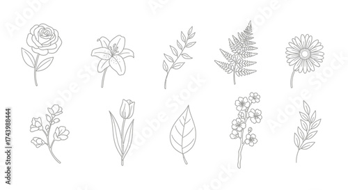 Botanical sketch collection delicate hand drawn floral elements and plant sprigs vector