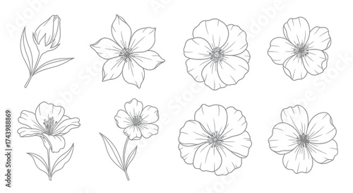 Delicate hand drawn floral elements sketch collection for botanical art and design projects vector