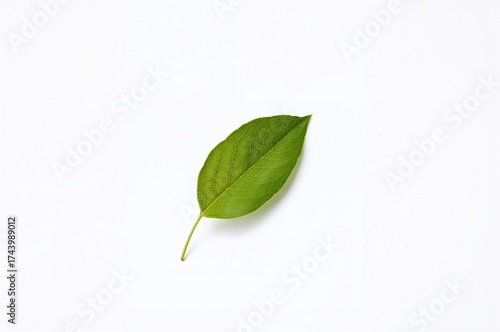 Isolated fresh green tea le...