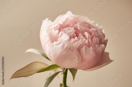 Delicate pink peony flower ...