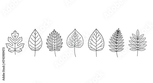 Set of seven abstract stylized decorative botanical leaves with intricate line art patterns vector
