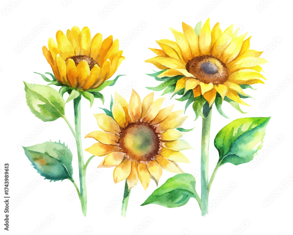 Naklejka premium Sunflower Watercolor Clipart Set for Summer Prints 