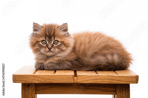 Adorable brown and white ca...