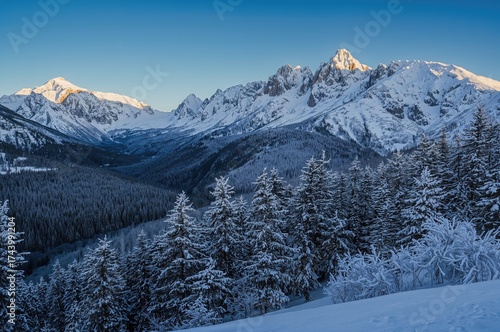 Breathtaking snowy pine for...