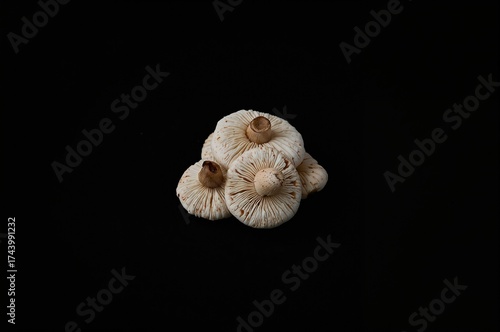 Edible White Beech Mushrooms Isolated on Dark Surface for Culinary Use