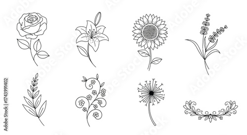 Delicate floral line art collection featuring various botanical elements and accents vector