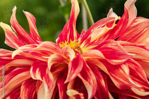 großblumige Dahlie, mit gelbroten Blütenblättern