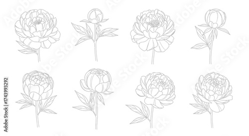 Elegant sketch collection of eight distinct peony blossoms with delicate stems and leaves vector