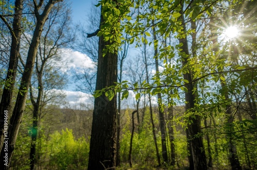 Bright morning in a woodlan...