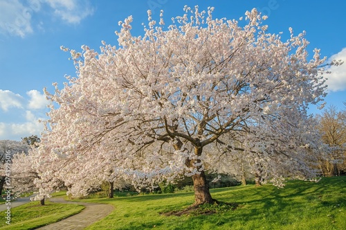 Blossoming Trees in Early S...