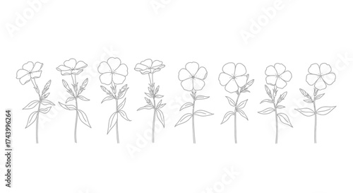 Elegant hand-drawn rose line art collection delicate blossoms and stems on white surface vector