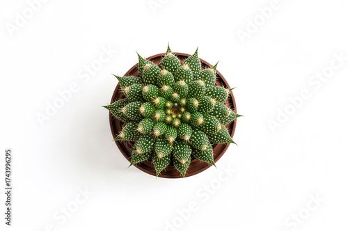 Potted succulent plant agai...