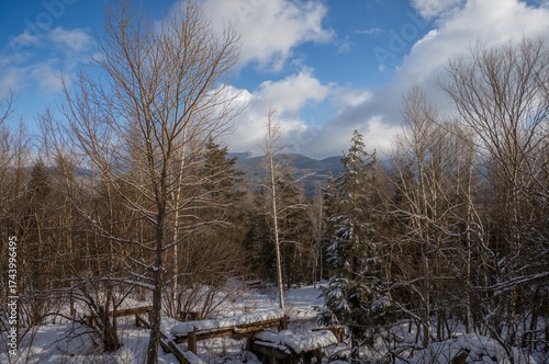 Winter woodland covered in ...