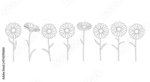 Detailed line art dandelion seed heads in various stages of bloom and dispersal vector