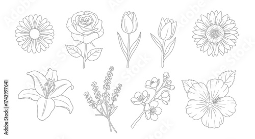 Collection of delicate hand-drawn floral designs botanical elements for decorative use vector