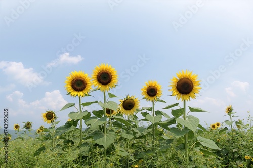 Multiple sunflowers growing...