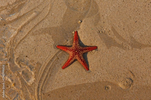 Sunlit starfish resting on ...