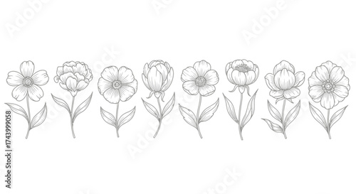 Delicate hand-drawn botanical line art collection of assorted flowers and leaves vector