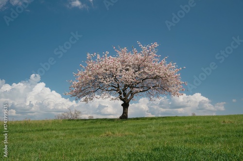 Solitary flowering tree in ...