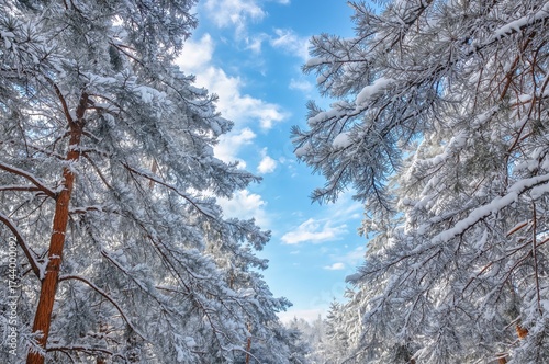 Frosted Pine Limbs Set Agai...