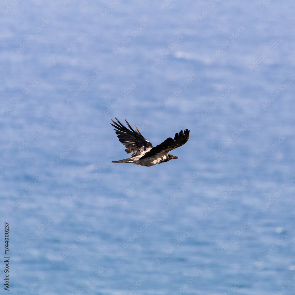 Fototapeta premium Hooded crow Bird in Flight Over Blue Ocean Aerial View of Freedom and Nature