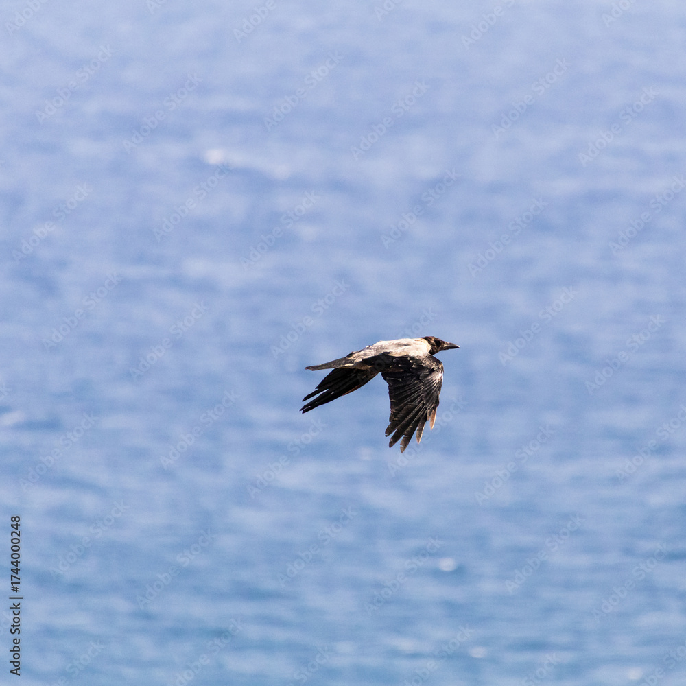 Obraz premium Hooded crow Bird in Flight Over Blue Ocean Aerial View of Freedom and Nature