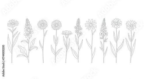 Collection of delicate botanical drawings featuring diverse flower stems and budding blooms vector