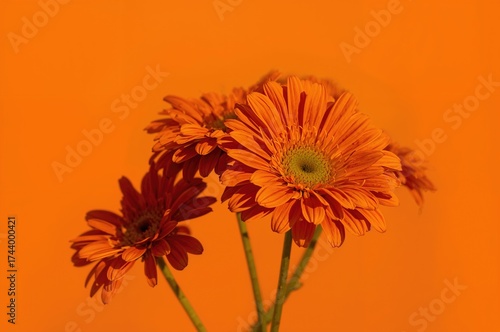 Orange Tagetes Flower