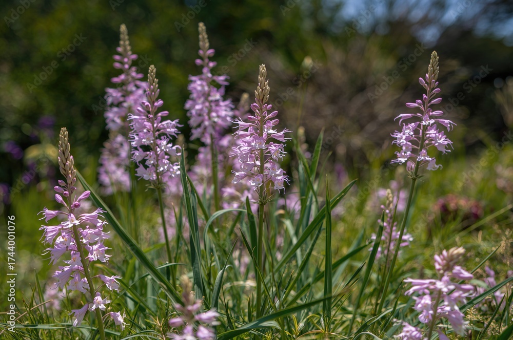 Obraz premium Tulbaghia violacea: The Unique Society Garlic Plant