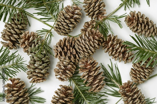 Tiny alder cones isolated o...