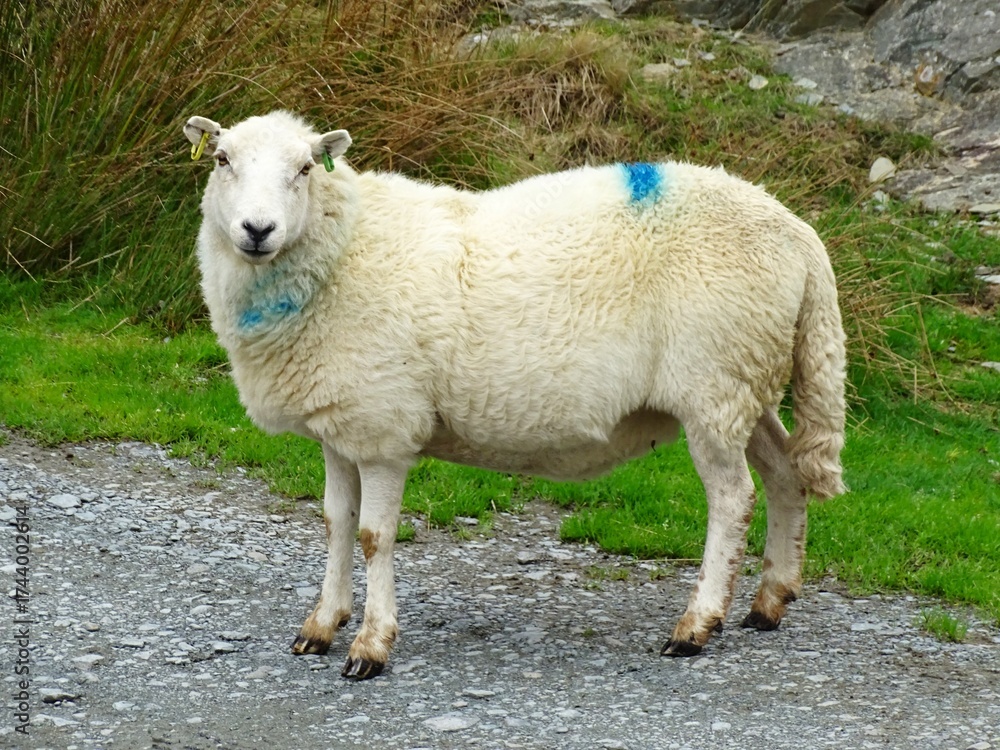 Obraz premium Sheep standing at the side of the road