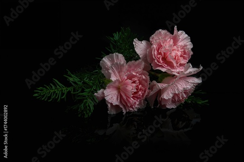 Close-up of tiny pink carna...