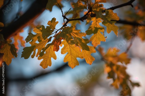 Springtime oak leaves glowi...