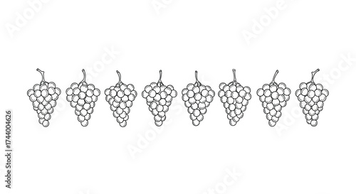 Row of hand drawn grapes clusters elegant outline artistic sketch fruit food design element vector