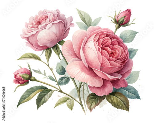 Romantic Watercolor Pink Rose and Peony Combo vector illustration