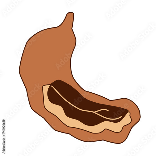 Illustration of a tamarind fruit with a cross-section showing the pulp and seeds