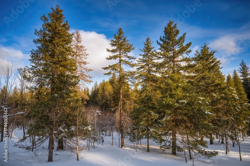 Winter woodland blanketed i...