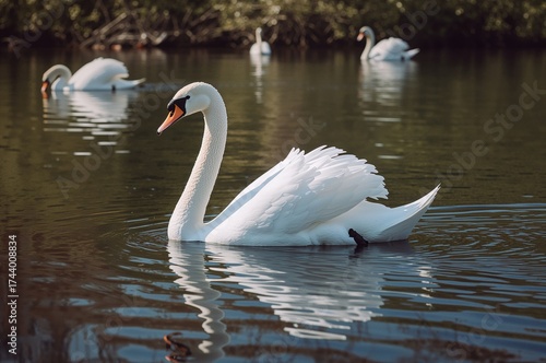 Swan gliding over the lake ...