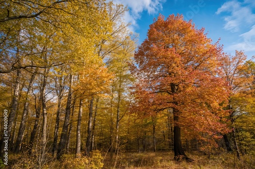 Bright Woodland with Ancien...