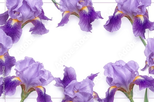 Isolated Iris Bloom on a Wh...