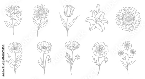Collection of delicate hand-drawn botanical flowers and blooms in detailed outline style vector