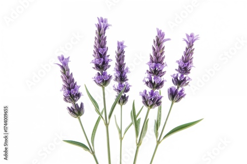 Bundle of fresh lavender st...