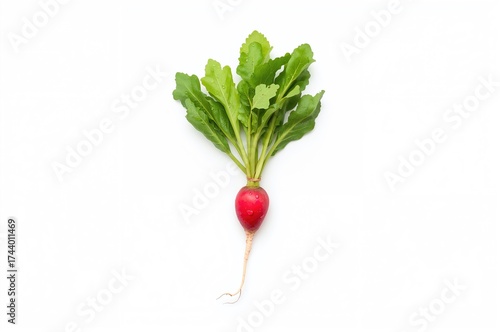 Isolated small radish from ...