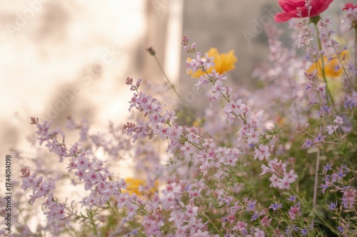 Tiny lavender blossoms in t...