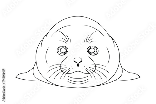 Line drawing a seal pup a animal wildlife